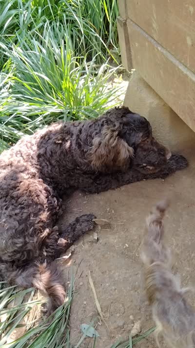 Maple, a female American Bully and Cockapoo for sale in Baltimore, MD – 10 of 10