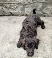 Maple, a female American Bully and Cockapoo for sale in Baltimore, MD – 8 of 10