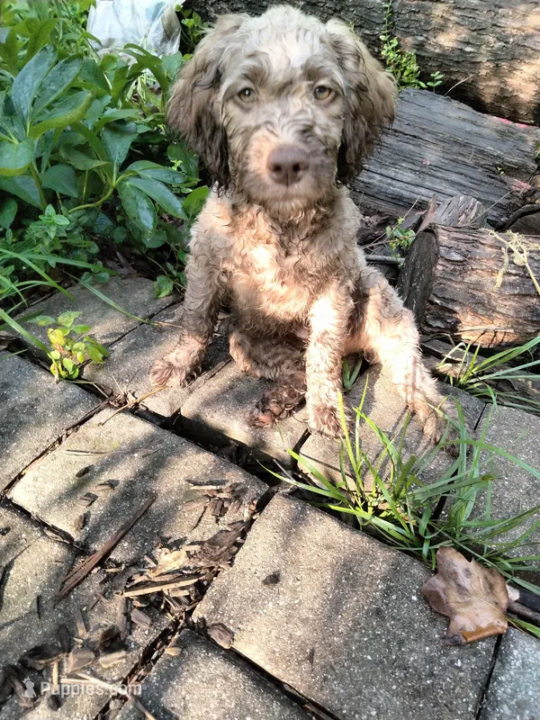 Nutmeg – Cockapoo puppy for sale in Baltimore, MD
