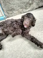 Maple, a female American Bully and Cockapoo for sale in Baltimore, MD – 9 of 10