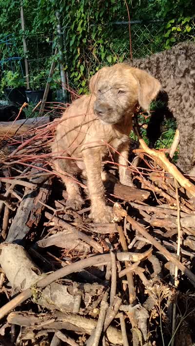 Tori, a female American Pit Bull Terrier and Cockapoo for sale in Baltimore, MD – 9 of 10