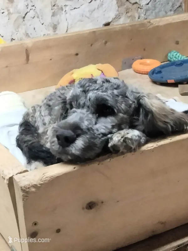 Oscar/Victor – American Pit Bull Terrier, Cockapoo puppy for sale in Baltimore, MD