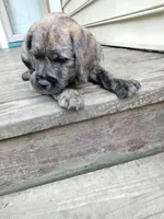 Tori, a female American Pit Bull Terrier and Cockapoo for sale in Baltimore, MD – 6 of 10