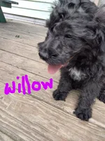 Willow, a female American Pit Bull Terrier and Cockapoo for sale in Baltimore, MD – 4 of 6