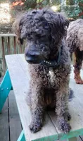 Willow, a female Cockapoo for sale in Baltimore, MD – 2 of 9