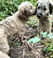 Nutmeg, a female Cockapoo for sale in Baltimore, MD – 5 of 6