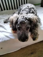 Victor, a male Cockapoo and Double Doodle for sale in Baltimore, MD – 2 of 10