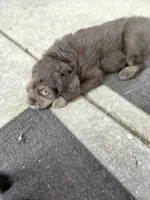 Carmine, a male American Bully and Cockapoo for sale in Baltimore, MD – 2 of 9