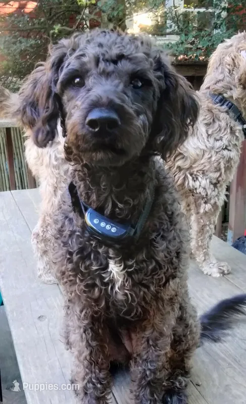 Willow – American Pit Bull Terrier, Cockapoo puppy for sale in Baltimore, MD