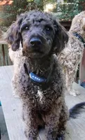 Willow, a female Cockapoo for sale in Baltimore, MD – 1 of 9