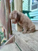 Rita, a female American Bully and Cockapoo for sale in Baltimore, MD – 8 of 9