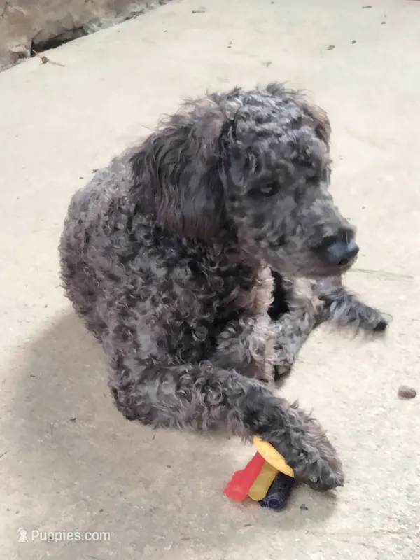 Willow – American Pit Bull Terrier, Cockapoo puppy for sale in Baltimore, MD