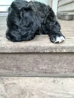 Teddy, a male American Bully and Cockapoo for sale in Baltimore, MD – 4 of 9