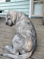 Alex, a male American Bully and Cockapoo for sale in Baltimore, MD – 9 of 9