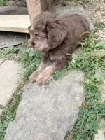Carmine, a male American Bully and Cockapoo for sale in Baltimore, MD – 4 of 9