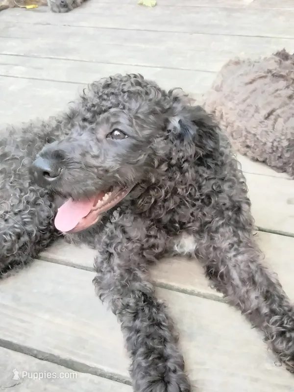 Willow – American Pit Bull Terrier, Cockapoo puppy for sale in Baltimore, MD