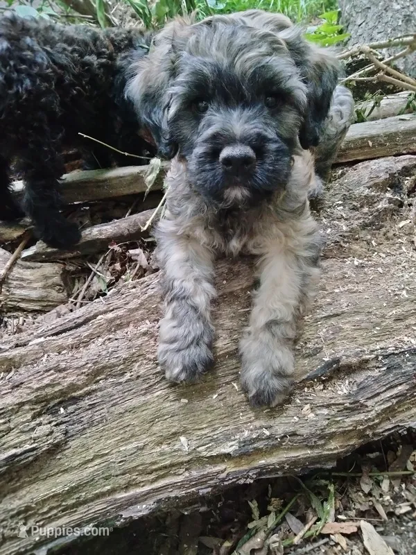 Victor – Cockapoo puppy for sale in Baltimore, MD