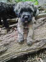 Victor, a male Cockapoo for sale in Baltimore, MD – 2 of 7