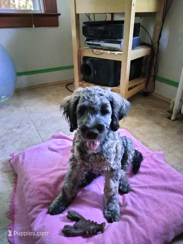 Victor – Cockapoo puppy for sale in Baltimore, MD