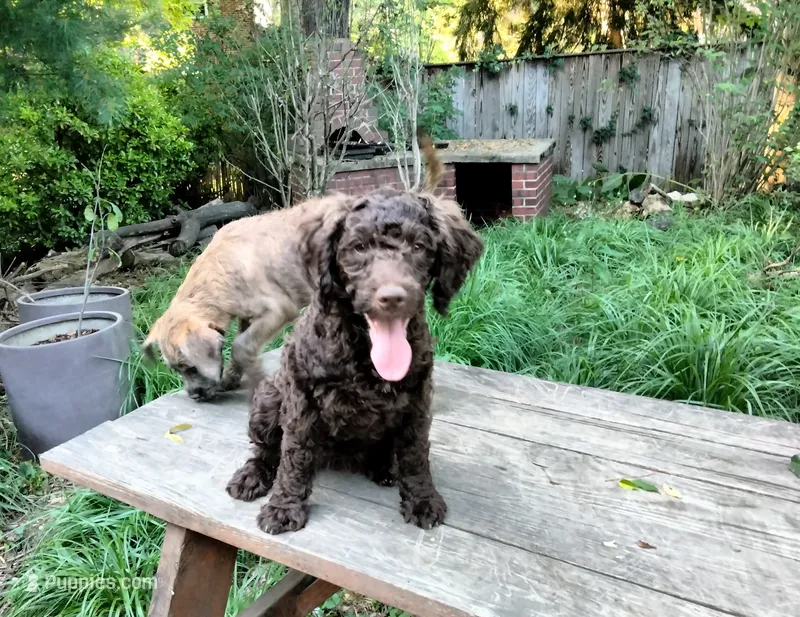 Maple – American Bully, Cockapoo puppy for sale in Baltimore, MD