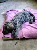 Victor, a male Cockapoo for sale in Baltimore, MD – 6 of 10