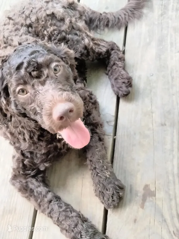 Maple – American Bully, Cockapoo puppy for sale in Baltimore, MD