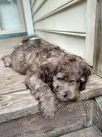 Nutmeg, a female Cockapoo for sale in Baltimore, MD – 5 of 5