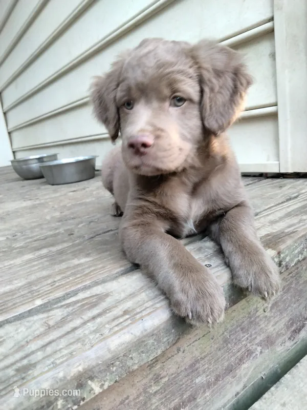 Rita – American Bully, Cockapoo puppy for sale in Baltimore, MD