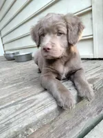 Rita, a female American Bully and Cockapoo for sale in Baltimore, MD – 1 of 9