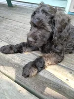 Maple, a female Cockapoo for sale in Baltimore, MD – 5 of 9