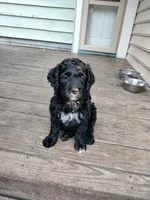 Teddy, a male American Bully and Cockapoo for sale in Baltimore, MD – 8 of 9