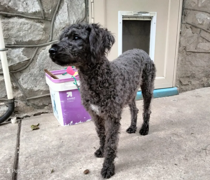 Willow – American Pit Bull Terrier, Cockapoo puppy for sale in Baltimore, MD