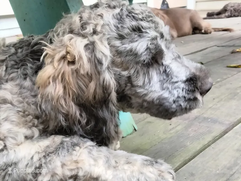 Victor – Cockapoo puppy for sale in Baltimore, MD