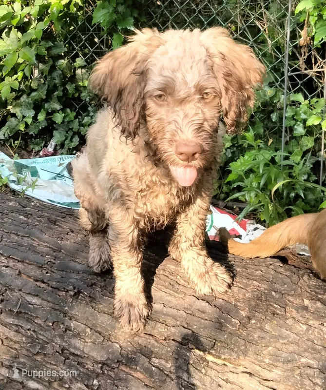 Nutmeg – Cockapoo puppy for sale in Baltimore, MD