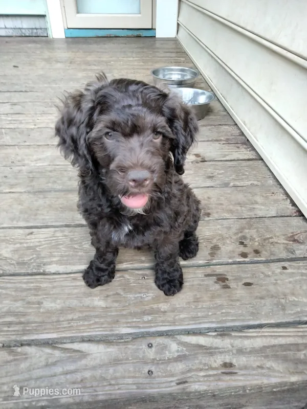 Maple – American Bully, Cockapoo puppy for sale in Baltimore, MD