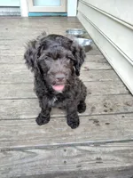 Maple, a female Cockapoo for sale in Baltimore, MD – 3 of 9