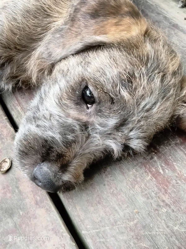 Tori – American Pit Bull Terrier, Cockapoo puppy for sale in Baltimore, MD