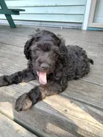 Maple, a female Cockapoo for sale in Baltimore, MD – 7 of 9