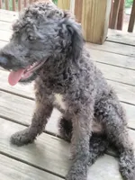 Willow, a female American Pit Bull Terrier and Cockapoo for sale in Baltimore, MD – 3 of 6