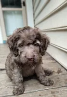 Nutmeg, a female Cockapoo for sale in Baltimore, MD – 2 of 5
