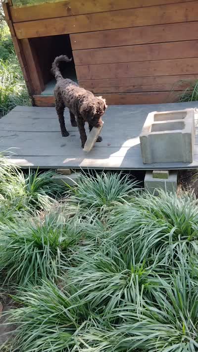 Maple, a female American Bully and Cockapoo for sale in Baltimore, MD – 8 of 10