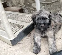 Victor, a male Cockapoo for sale in Baltimore, MD – 6 of 7