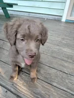 Rita, a female American Bully and Cockapoo for sale in Baltimore, MD – 6 of 9