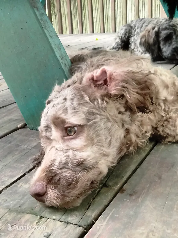 Nutmeg – Cockapoo puppy for sale in Baltimore, MD