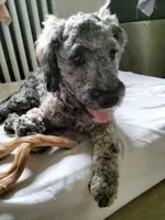 Victor, a male Cockapoo and Double Doodle for sale in Baltimore, MD – 3 of 10