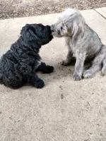 Teddy, a male American Bully and Cockapoo for sale in Baltimore, MD – 5 of 9
