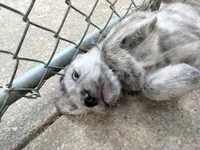 Alex, a male American Bully and Cockapoo for sale in Baltimore, MD – 4 of 9