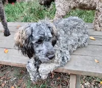 Oscar/Victor, a male American Bully and Cockapoo for sale in Baltimore, MD – 10 of 10