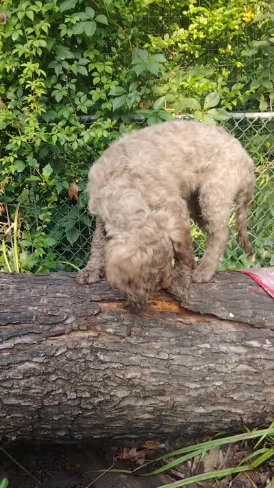 Nutmeg, a female Cockapoo for sale in Baltimore, MD – 6 of 6