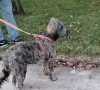 Oscar/Victor, a male American Pit Bull Terrier and Cockapoo for sale in Baltimore, MD – 8 of 9
